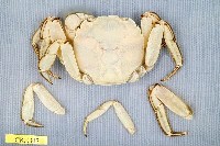 藏品(臺灣扁絨螯蟹)的圖片